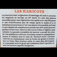 Haricots (03)